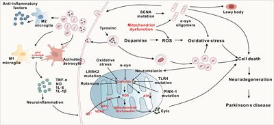 Can pluripotent/multipotent stem cells reverse Parkinson’s disease progression?